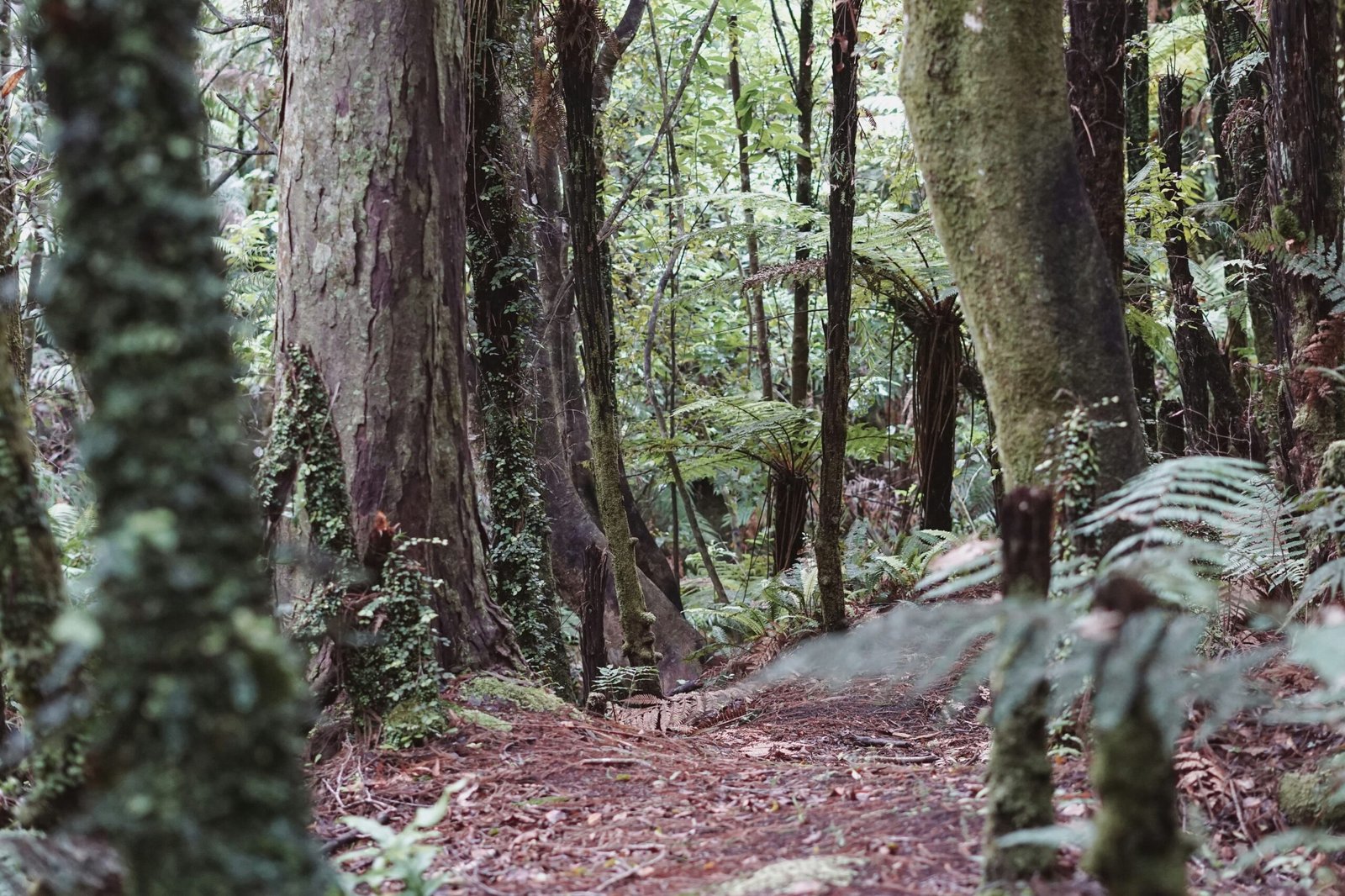 Exploring the Biodiversity of the Valdivian Temperate Rainforest