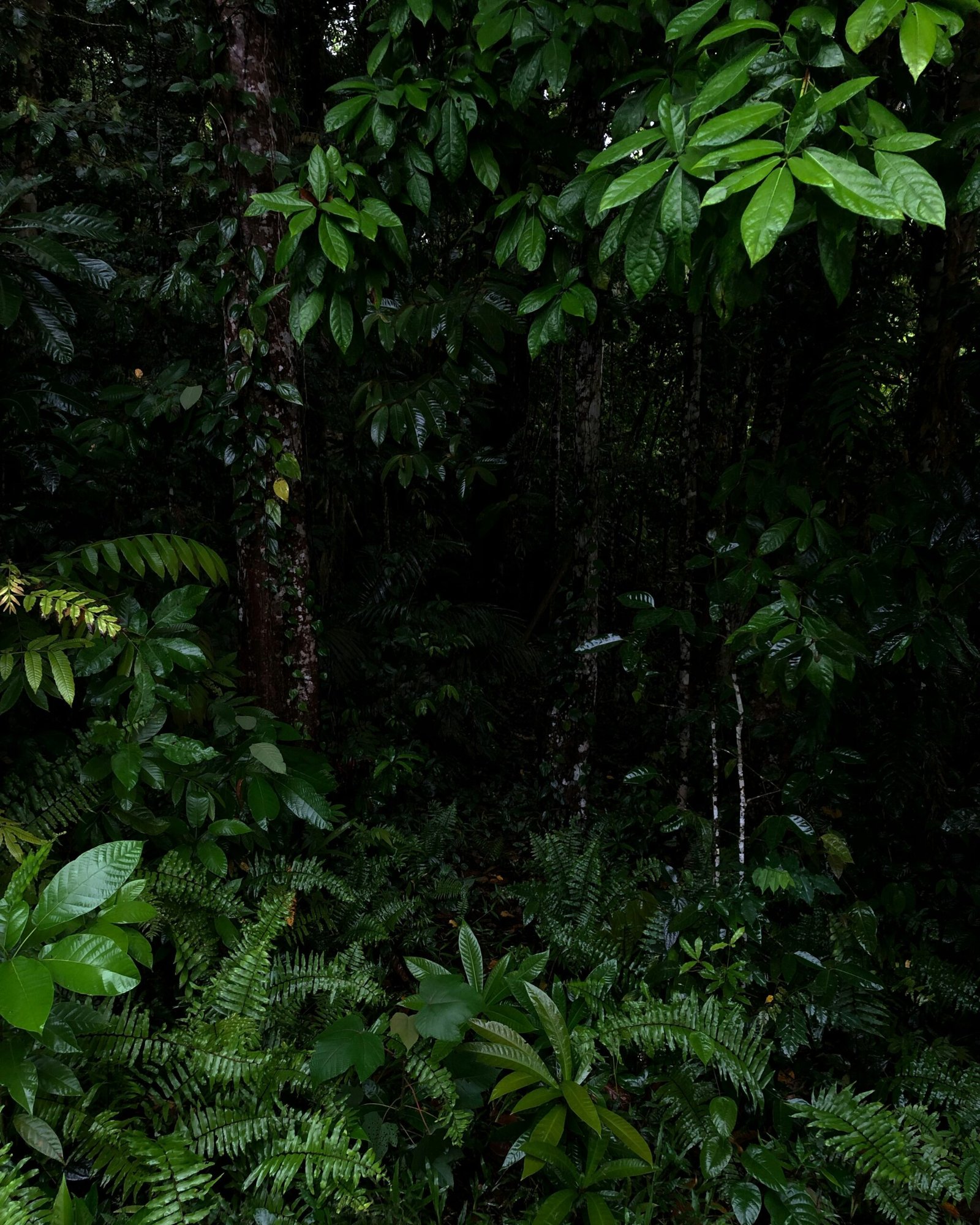 The Enchanting New Guinea Rainforest: A Haven of Biodiversity and Natural Beauty